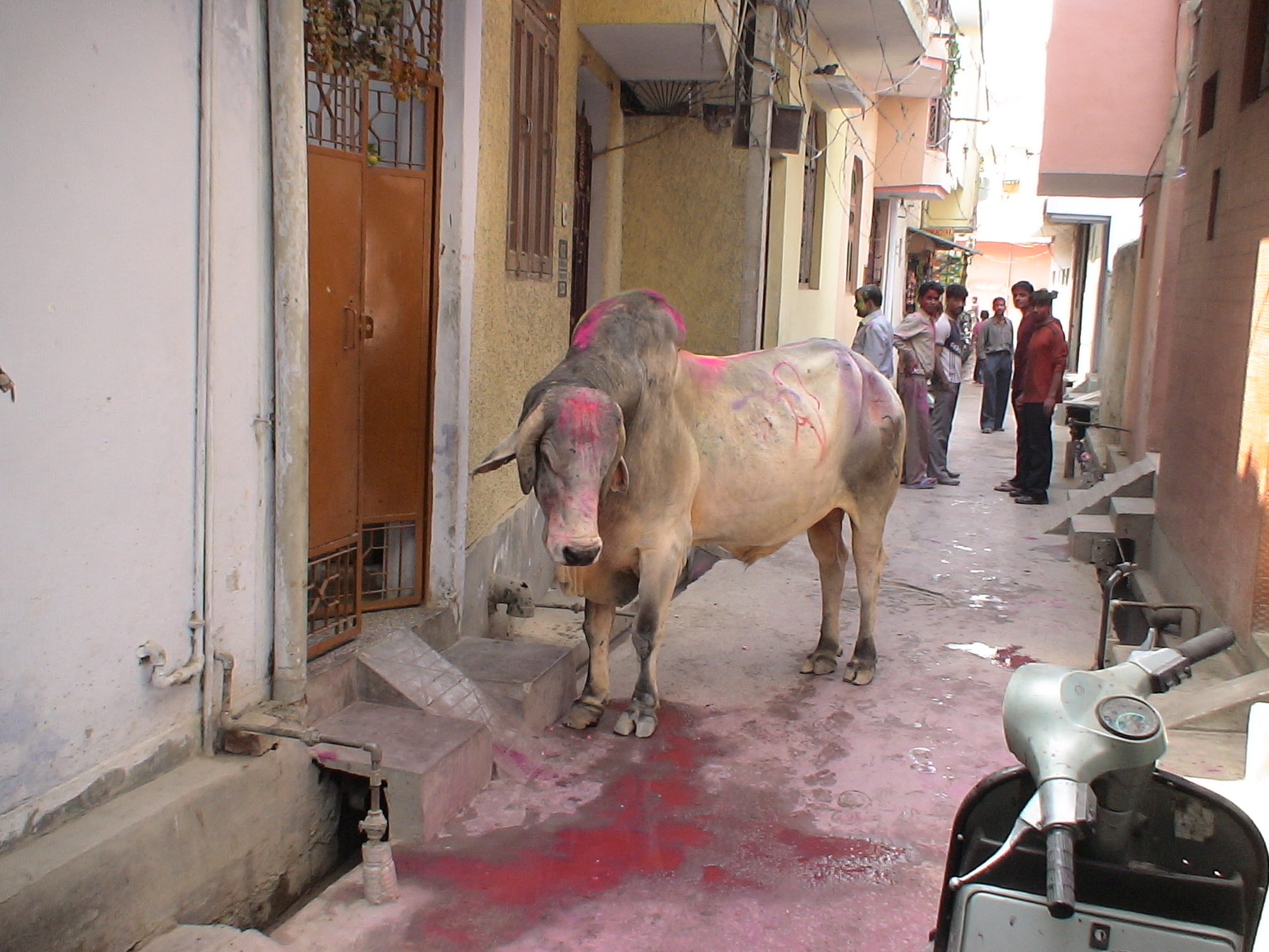 Cow marked with pink Holi festival powder standing in a residential lane in Laxmi Nagar, Delhi, India